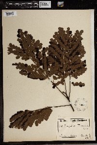 Tetrapleura tetraptera image