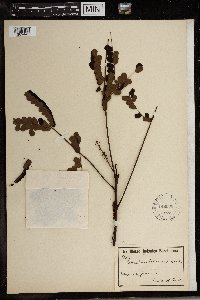 Tetrapleura tetraptera image