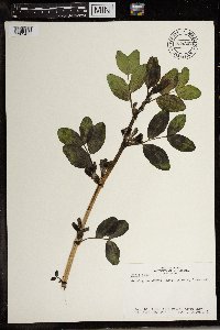 Media resource of Vicia faba