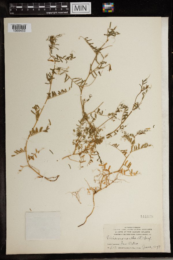 Vicia monantha image