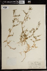 Media resource of Vicia monantha