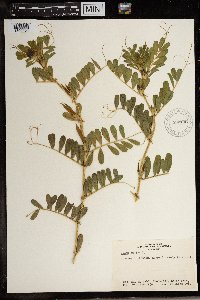 Vicia sativa image