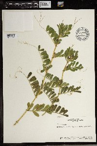 Vicia sativa image