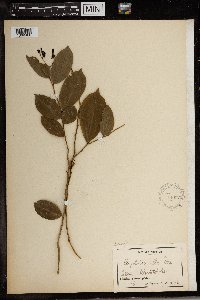 Image of Carpolobia alba