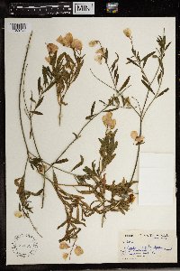 Polygala virgata image