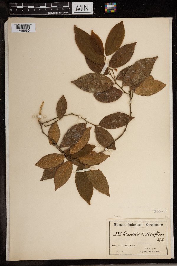 Rinorea angustifolia image
