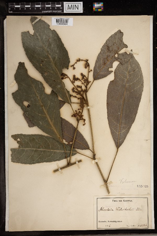 Rinorea welwitschii image