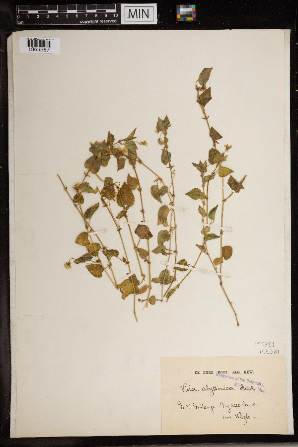 Viola abyssinica image