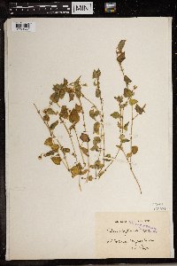 Image of Viola abyssinica