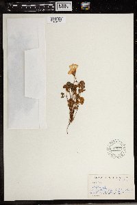 Image Associated With the Occurrence