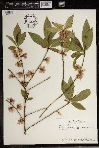 Prunus persica image