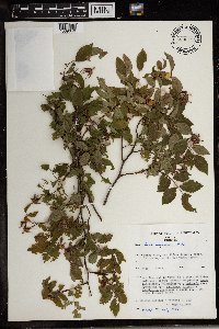 Media resource of Rosa abyssinica