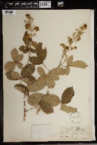Rubus ulmifolius image