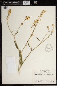 Brassica nigra image