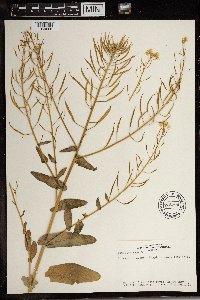 Brassica rapa image