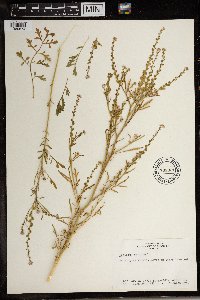 Lepidium sativum image