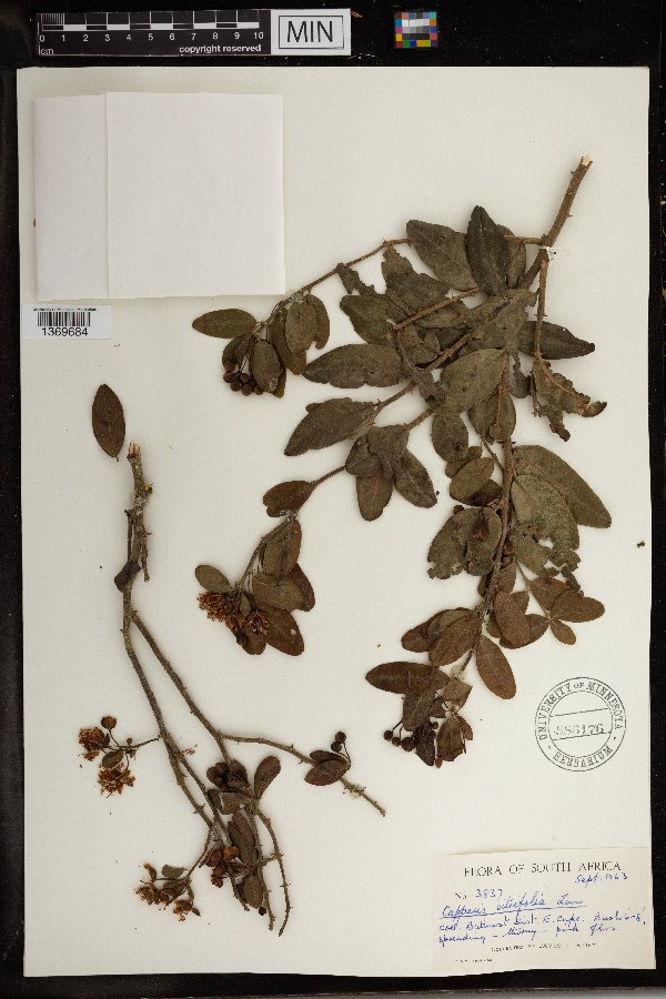 Capparis sepiaria var. citrifolia image