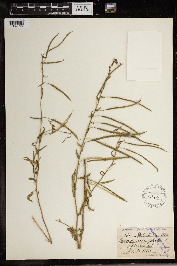 Sieruela monophylla image