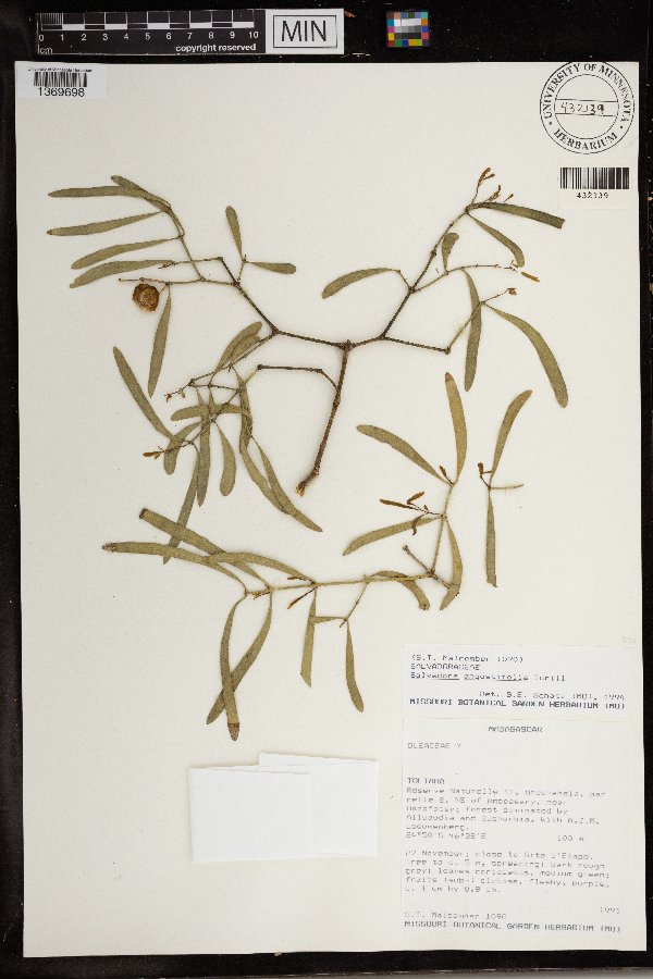 Salvadora angustifolia image