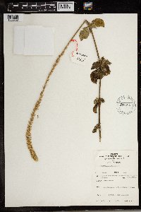 Image Associated With the Occurrence