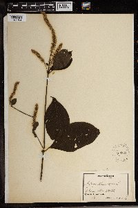 Image Associated With the Occurrence