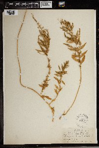 Dysphania ambrosioides image