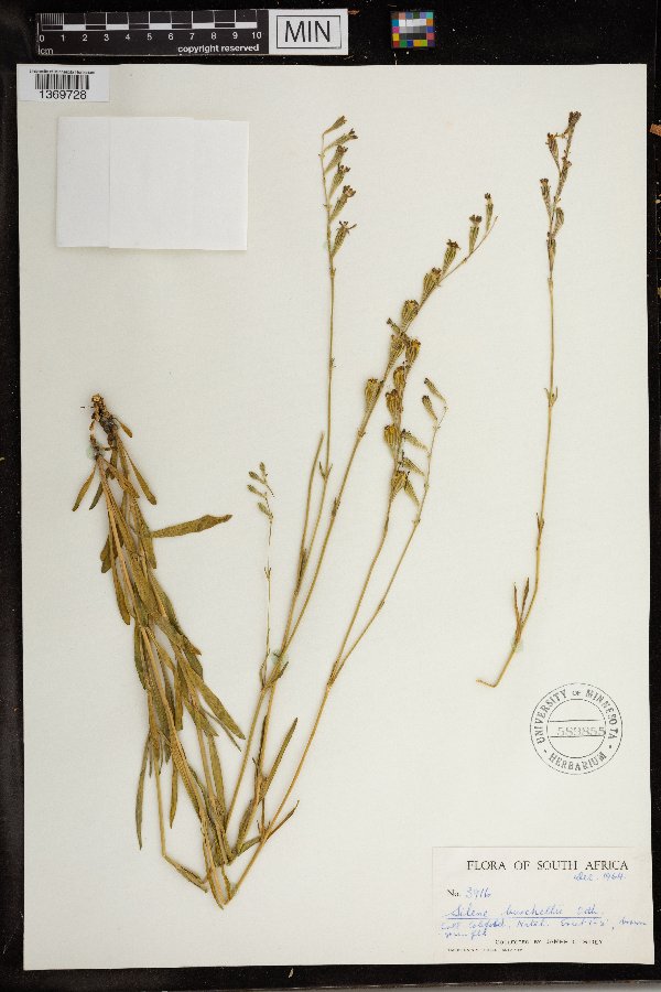 Silene burchellii image