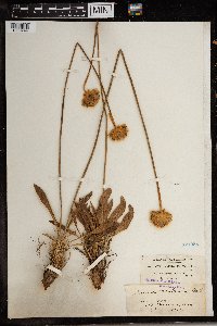 Image of Armeria mauritanica