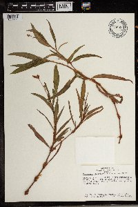 Media resource of Persicaria decipiens