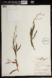 Persicaria decipiens image