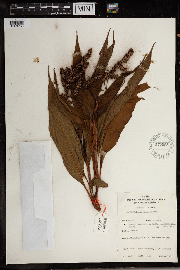 Persicaria senegalensis image