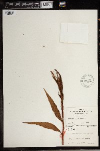 Persicaria senegalensis image