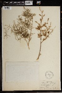 Tamarix gallica image