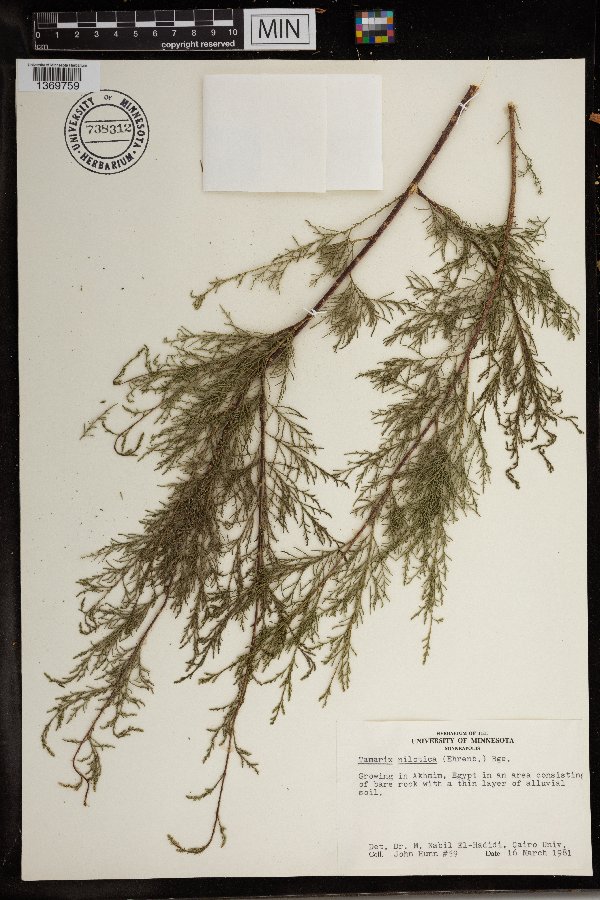 Tamarix nilotica image