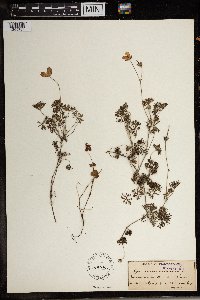 Geranium incanum image