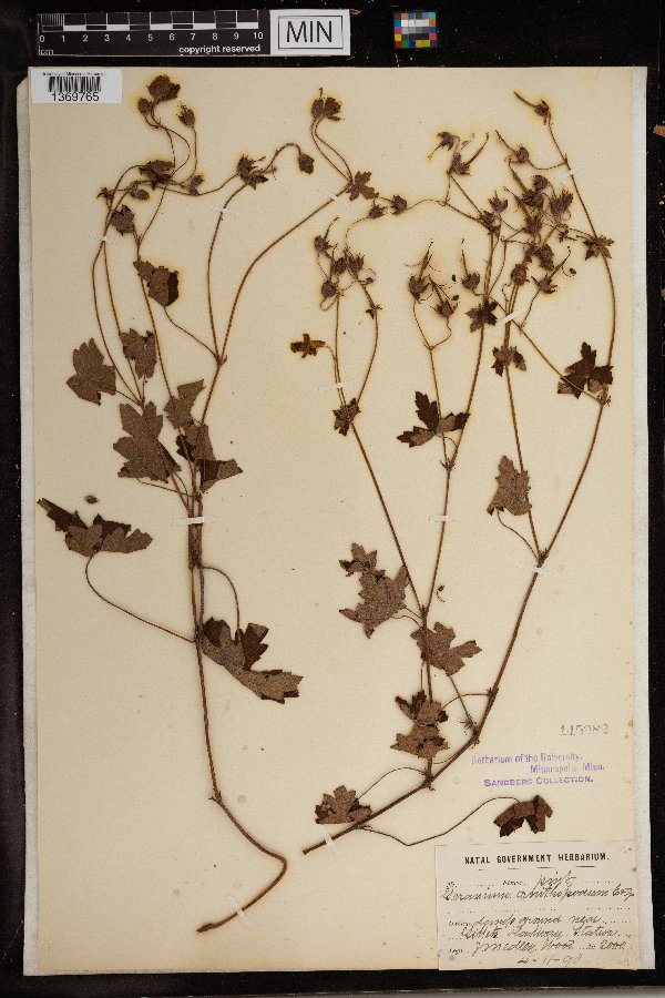 Geranium ornithopodon image
