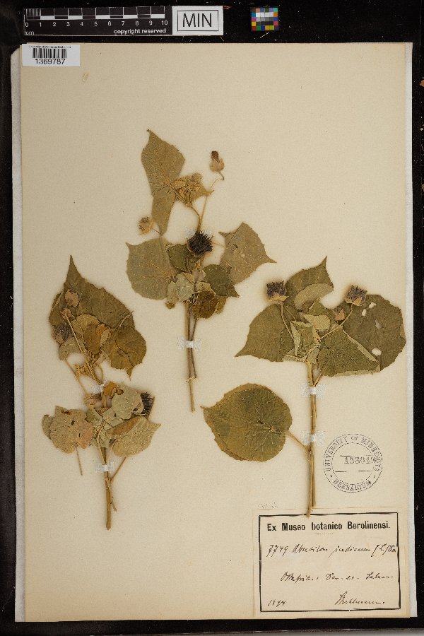 Abutilon indicum image