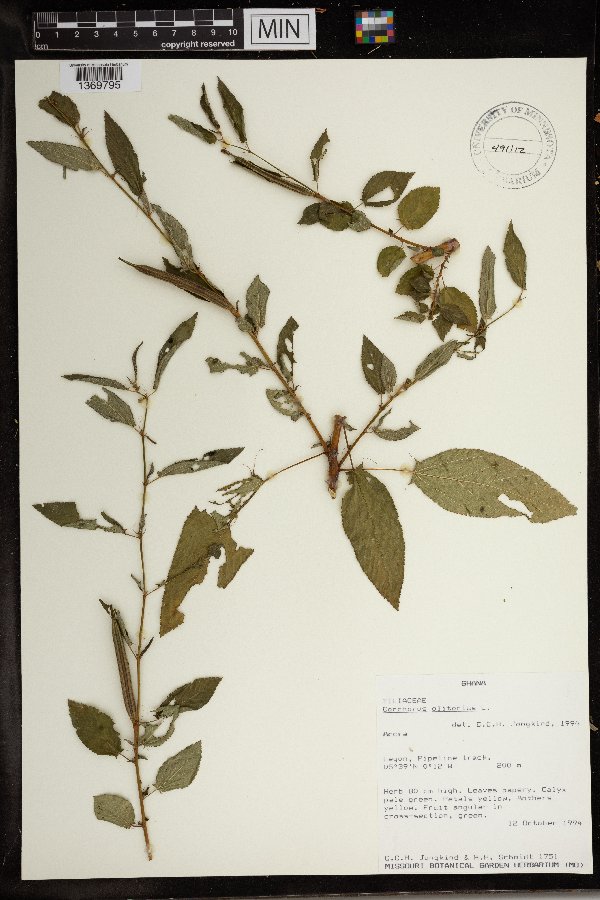 Corchorus olitorius image