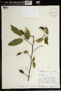 Image Associated With the Occurrence