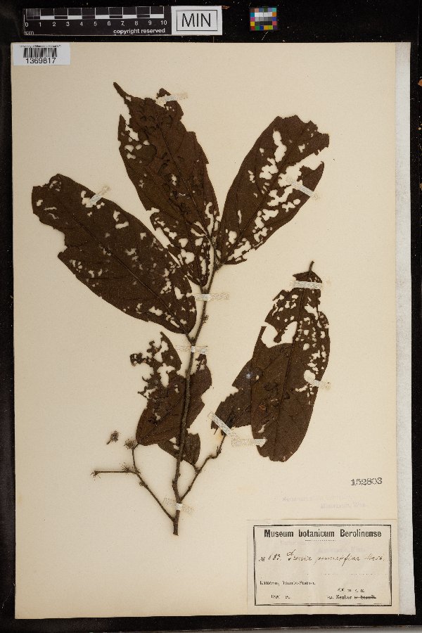 Grewia pinnatifida image