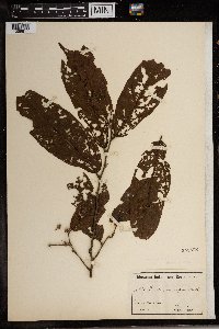 Image of Grewia pinnatifida