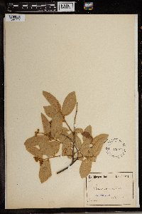 Grewia mollis image