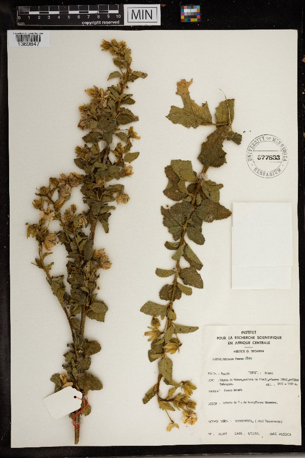 Hibiscus fuscus image