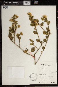 Hibiscus fuscus image