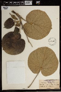 Talipariti tiliaceum image