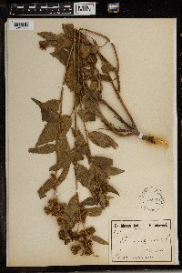 Image Associated With the Occurrence