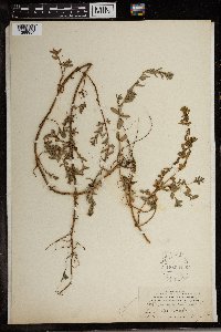 Lythrum hyssopifolia image