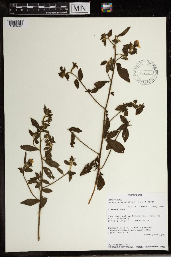 Ludwigia octovalvis image