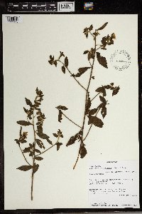 Media resource of Ludwigia octovalvis