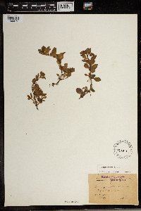 Ludwigia palustris image